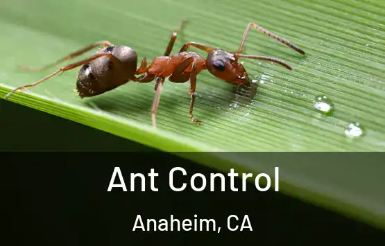  Ant Control Anaheim, CA