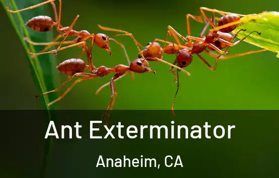  Ant Exterminator Anaheim, CA