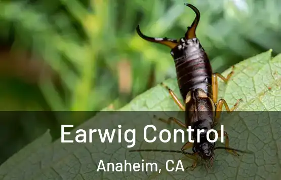  Earwig Control Anaheim, CA