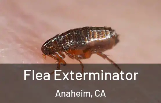  Flea Exterminator Anaheim, CA