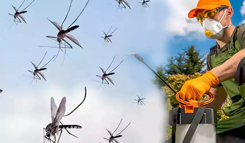 Mosquito Pest Control in Anaheim, CA