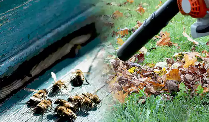 Wasps Pest Control Anaheim, CA