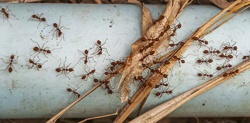 Fire Ant Extermination in Yards, Parks, and Outdoor Spaces Anaheim, CA