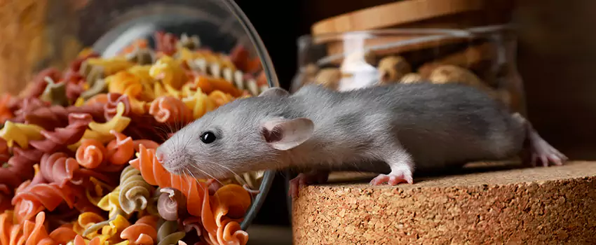 Rodent Extermination for Families with Children & Pets Anaheim, CA