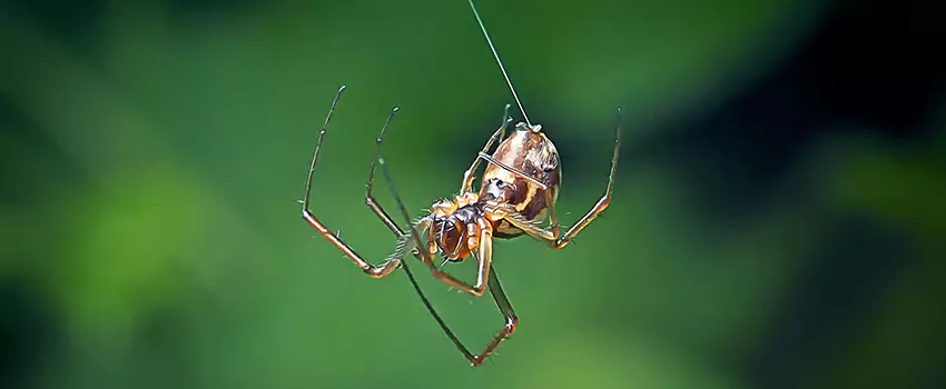Spider and Mosquito Control Solutions Anaheim, CA