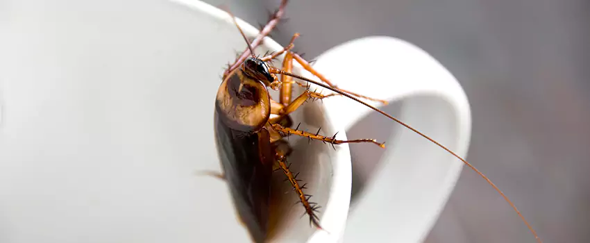 cockroach-treatment in Anaheim, CA