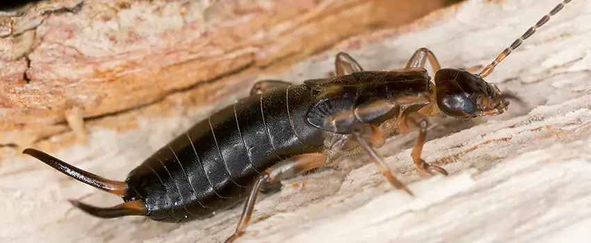 earwig-control in Anaheim, CA