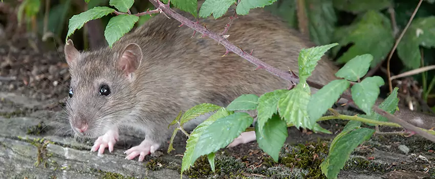 mice-control in Anaheim, CA