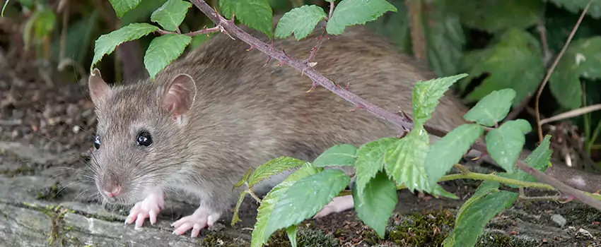 mouse-control in Anaheim, CA