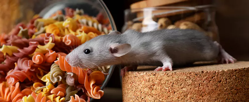 mouse-exterminator in Anaheim, CA