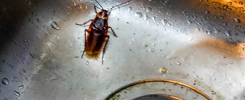 roach-control in Anaheim, CA