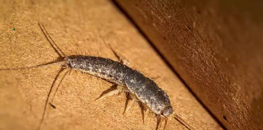 silverfish-control in Anaheim, CA