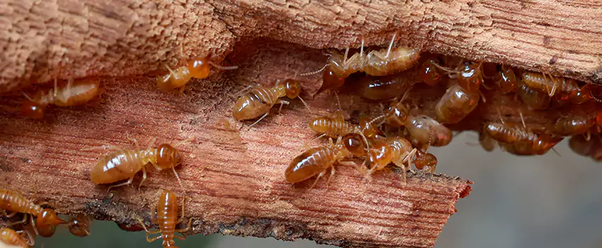 termite-treatment in Anaheim, CA