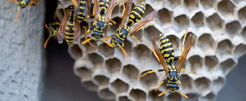 wasp-pest-control in Anaheim, CA