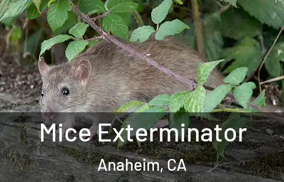  Mice Exterminator Anaheim, CA