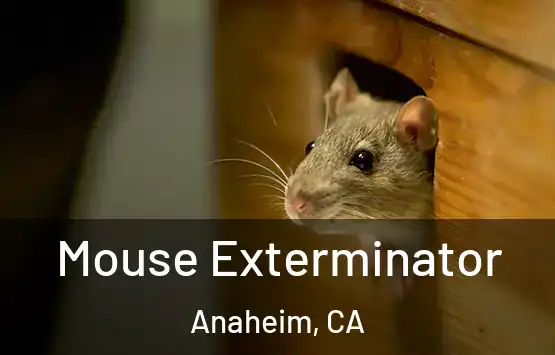  Mouse Exterminator Anaheim, CA