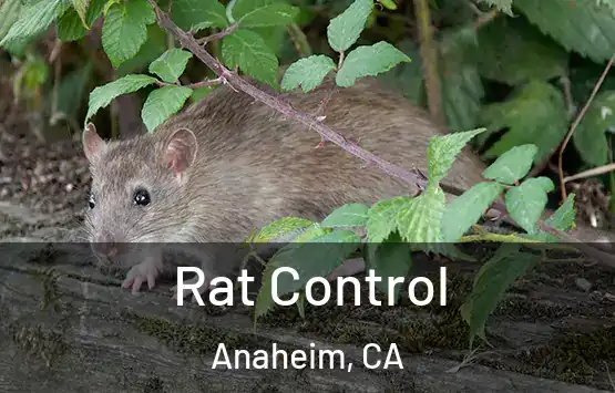  Rat Control Anaheim, CA