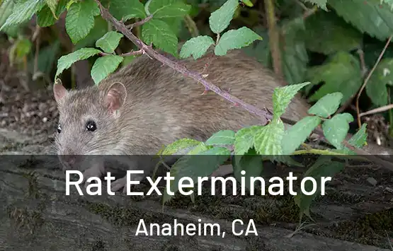  Rat Exterminator Anaheim, CA