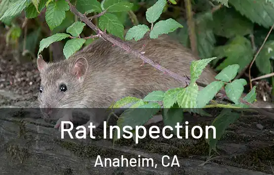  Rat Inspection Anaheim, CA