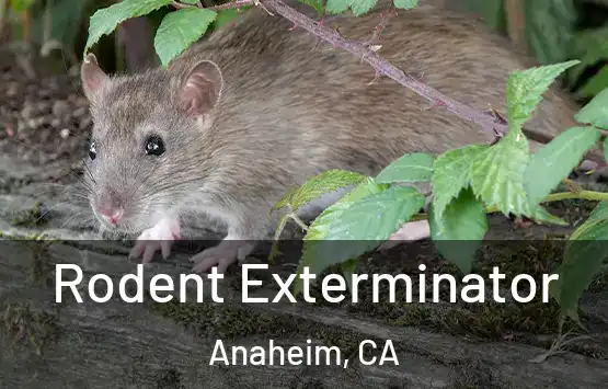  Rodent Exterminator Anaheim, CA
