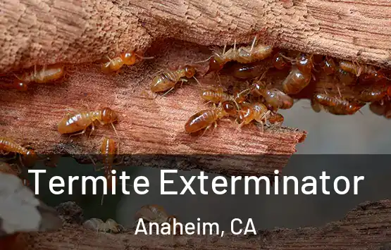  Termite Exterminator Anaheim, CA