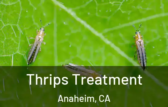  Thrips Treatment Anaheim, CA