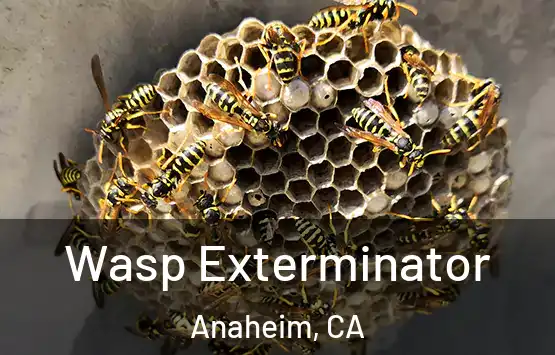  Wasp Exterminator Anaheim, CA
