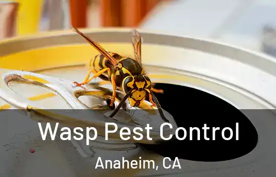  Wasp Pest Control Anaheim, CA