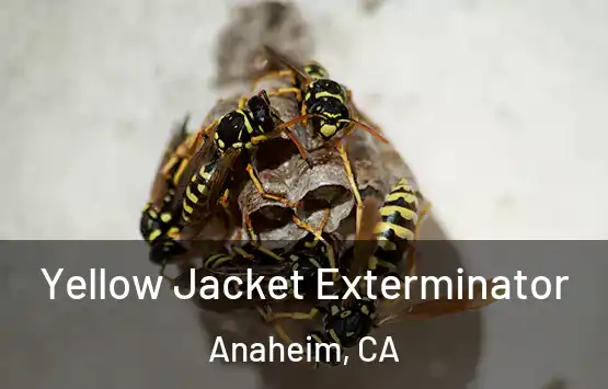  Yellow Jacket Exterminator Anaheim, CA